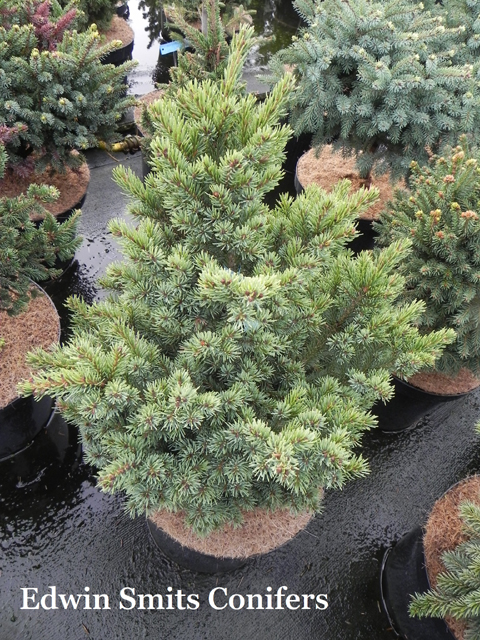 Picea mariana 'W.B. J.K. 1-12'